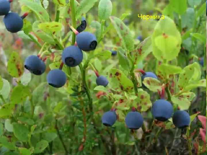 Черника 