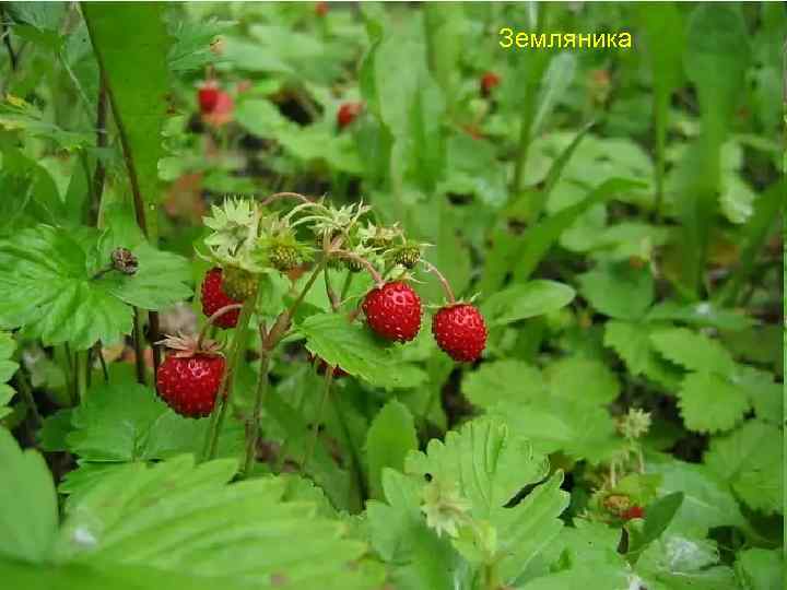 Земляника 