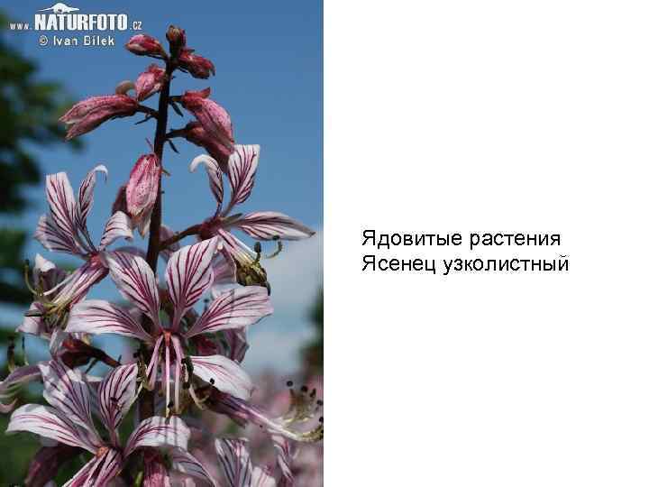 Ядовитые растения Ясенец узколистный 