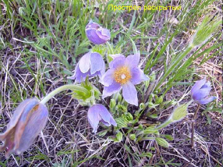 Прострел раскрытый 