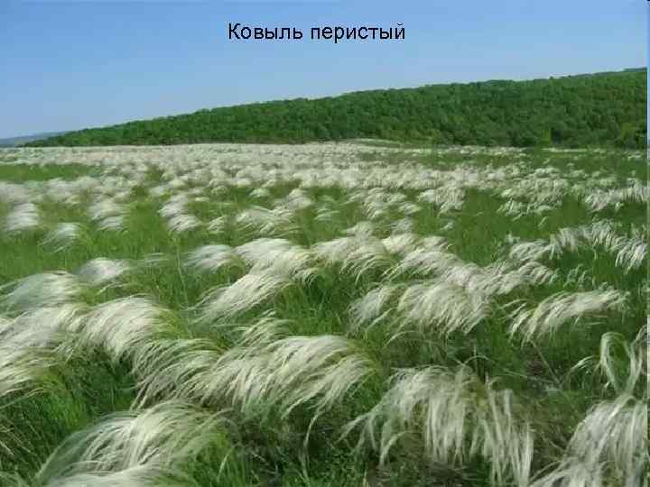 Ковыль перистый 