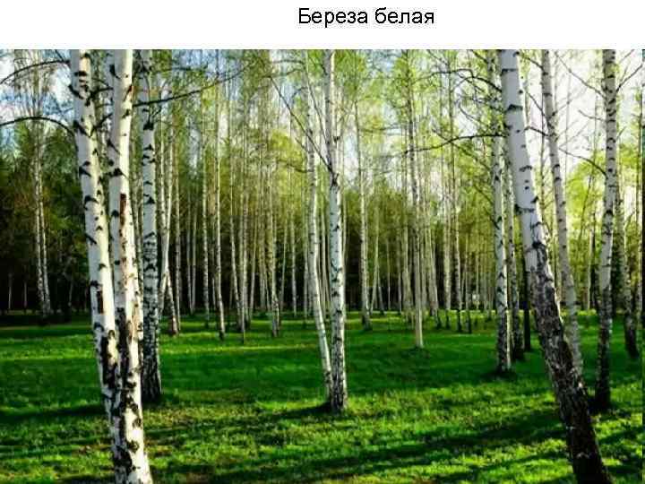 Береза белая 