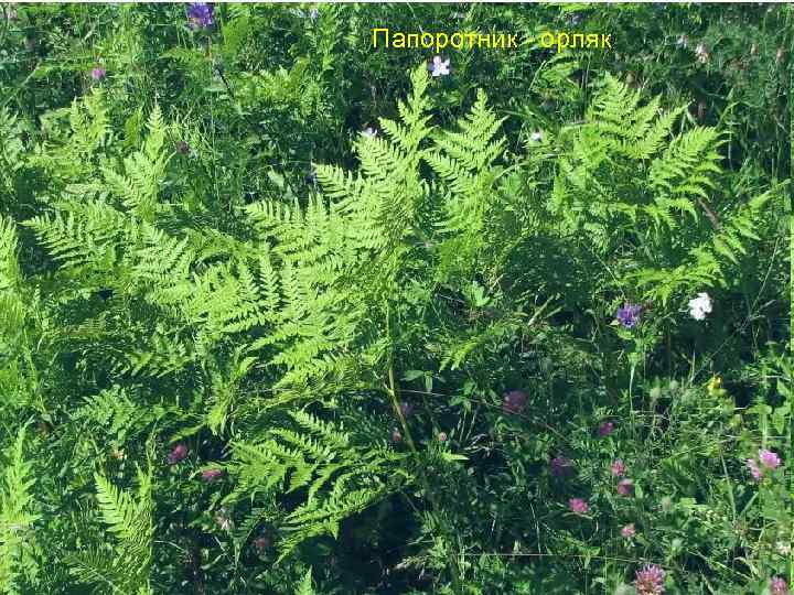 Папоротник - орляк 