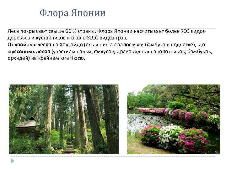 Флора Японии Леса покрывают свыше 66 % страны. Флора Японии насчитывает более 700 видов