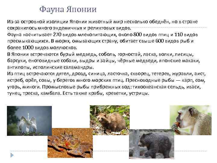 Фауна Японии Из-за островной изоляции Японии животный мир несколько обеднён, но в стране сохранилось