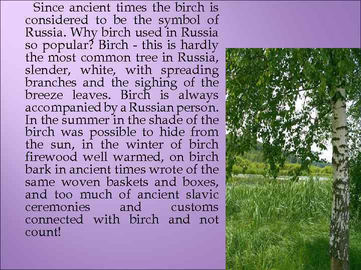 Since ancient times the birch is considered to be the symbol of Russia. Why