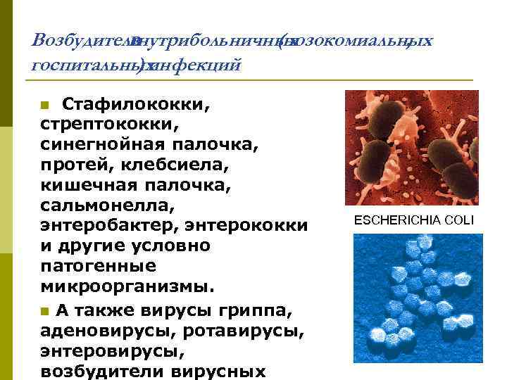 Возбудители внутрибольничных (нозокомиальных , госпитальных ) инфекций Стафилококки, стрептококки, синегнойная палочка, протей, клебсиела, кишечная