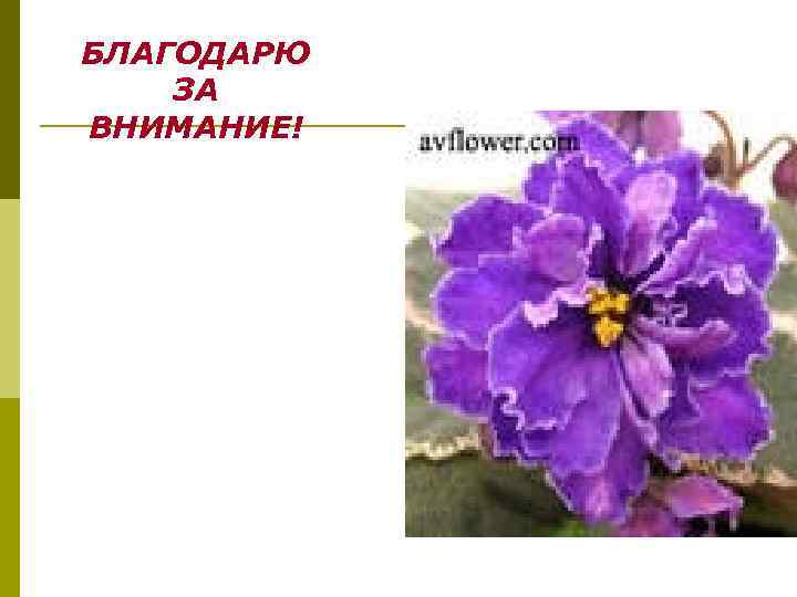 БЛАГОДАРЮ ЗА ВНИМАНИЕ! 