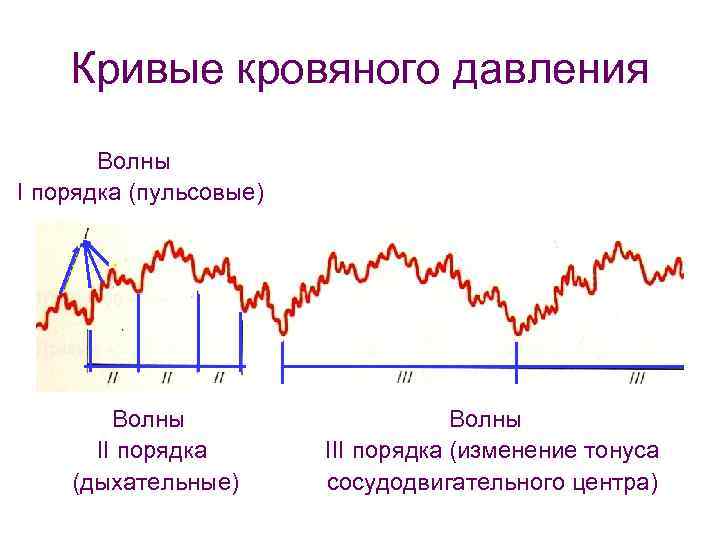 Волны первого порядка. .Кривые колебаний артериального давления. Анализ Кривой артериального давления. Волны артериального давления 1-го, 2-го, 3-го порядка.