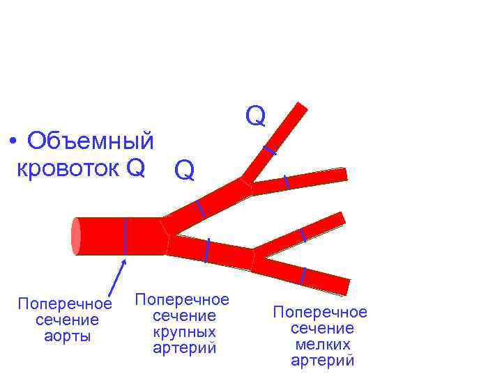 • Объемный кровоток Q Q Поперечное сечение аорты Поперечное сечение крупных артерий Q