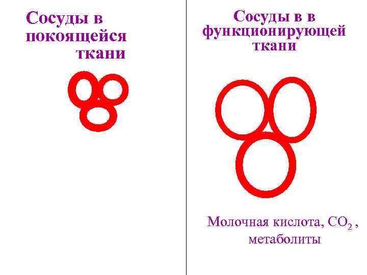 Сосуды в покоящейся ткани Сосуды в в функционирующей ткани Молочная кислота, СО 2 ,