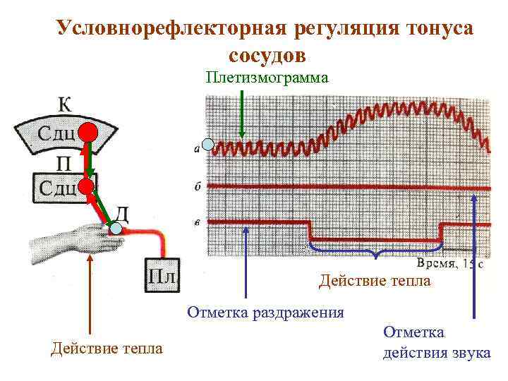 Центральная регуляция кровообращения