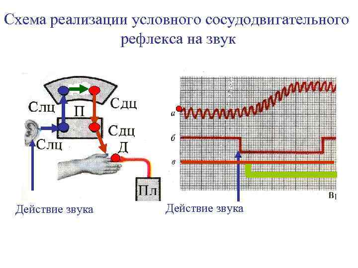 Условная реализация. Сосудодвигательный рефлекс схема. Звуковой рефлекс. Пороговый сдвиг сосудодвигательной реакции. КПД звукового динамика.