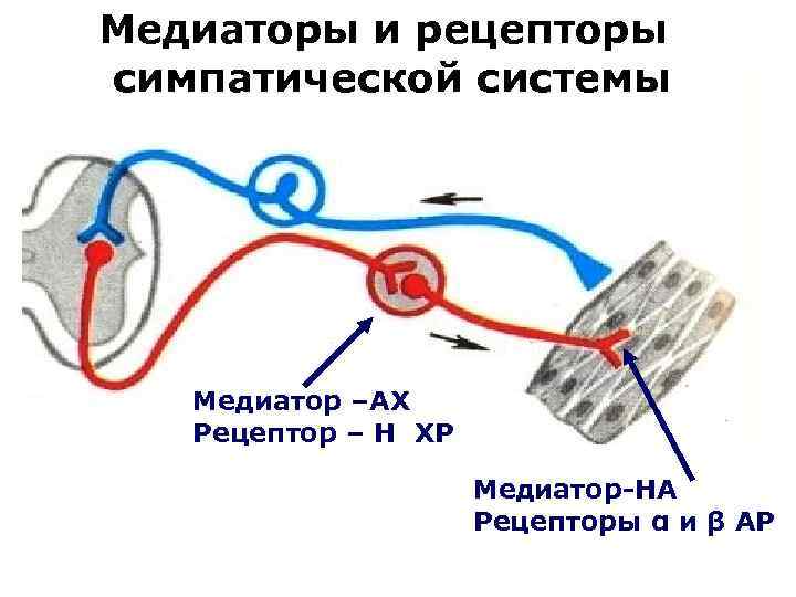 Медиаторы и рецепторы симпатической системы Медиатор –АХ Рецептор – Н ХР Медиатор-НА Рецепторы α