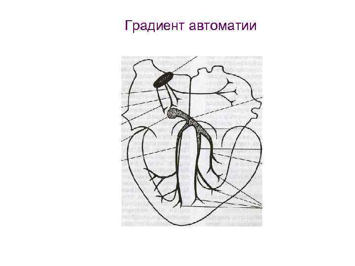 Проанализировав рисунок 2 объясните механизм автоматии сердца