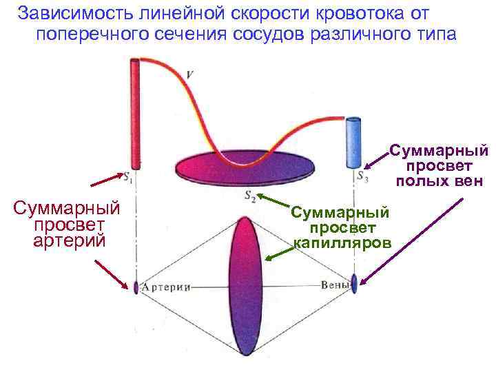 Лабораторная работа измерение скорости кровотока в сосудах. Суммарный просвет сосудов это. Поперечное сечение сосуда. Скорость кровотока и площадь поперечного сечения сосудов.. Поперечное сечение капилляров.