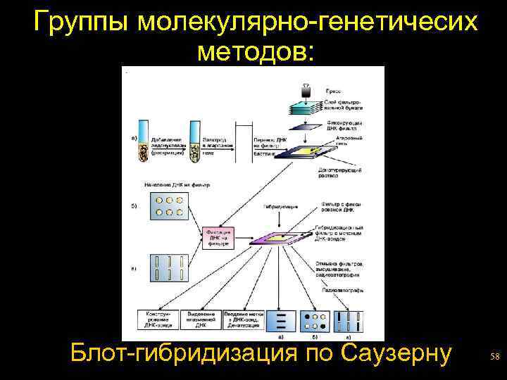 Группы молекулярно-генетичесих методов: Блот-гибридизация по Саузерну 58 