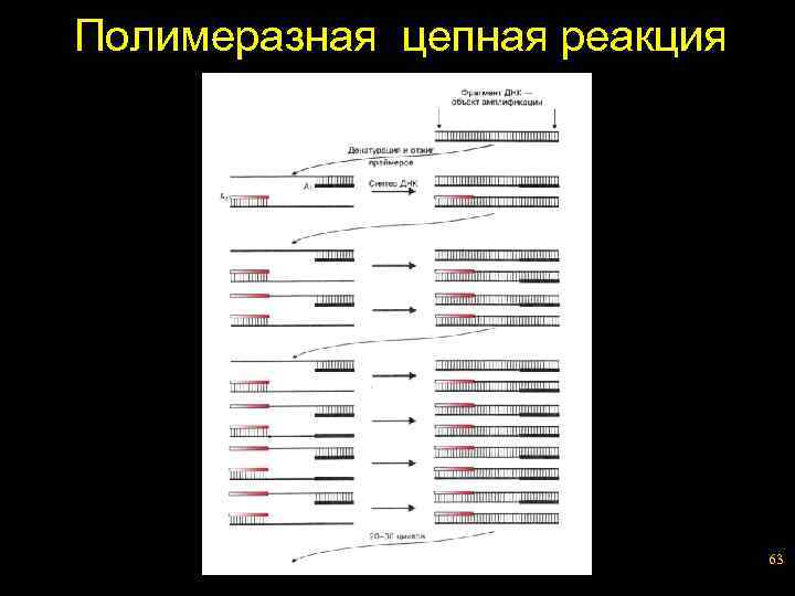 Полимеразная цепная реакция 63 
