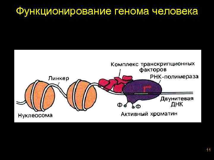 Функционирование генома человека 11 