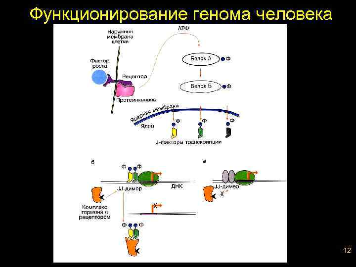 Функционирование генома человека 12 