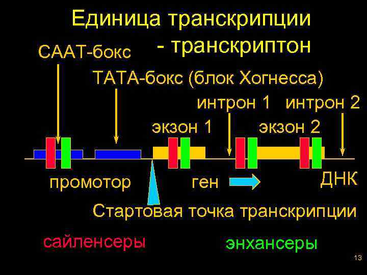 Единица транскрипции СААТ-бокс - транскриптон ТАТА-бокс (блок Хогнесса) интрон 1 интрон 2 экзон 1