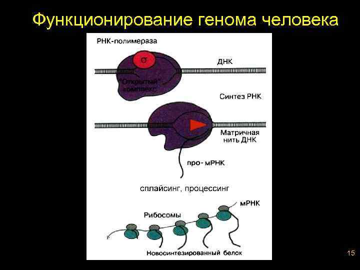 Функционирование генома человека 15 