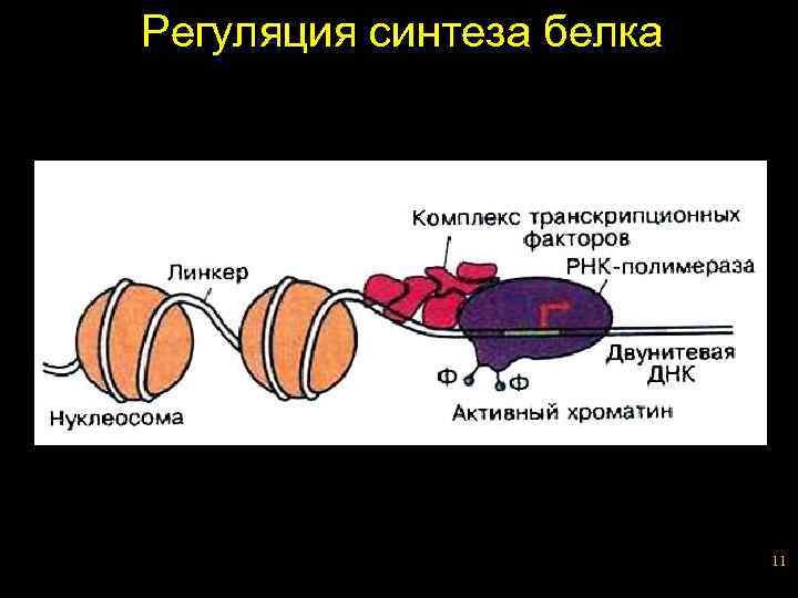 Регуляция синтеза белка 11 
