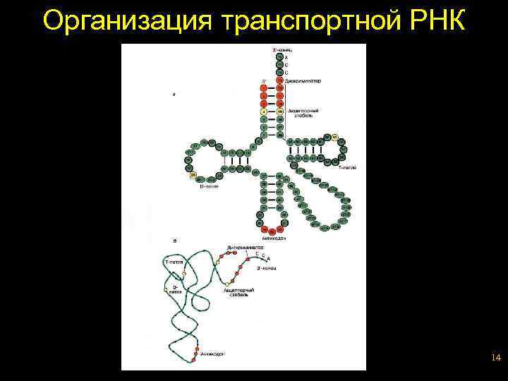 Организация транспортной РНК 14 