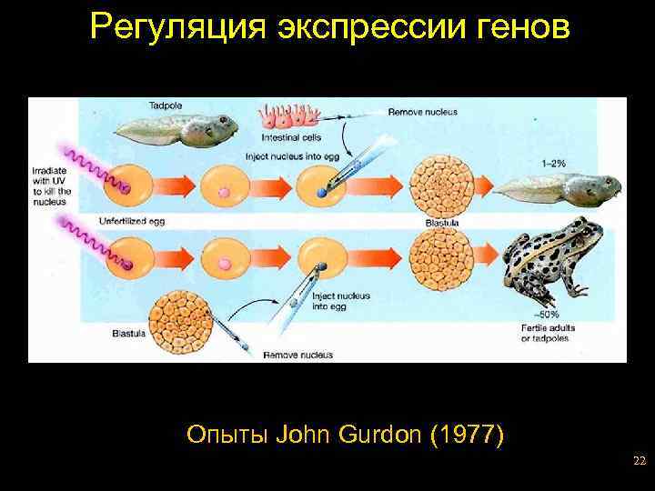 Регуляция экспрессии генов Опыты John Gurdon (1977) 22 
