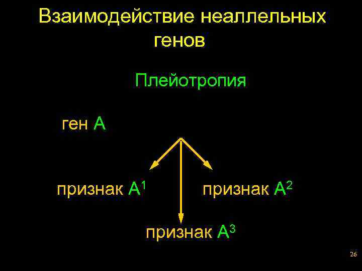 Взаимодействие неаллельных генов Плейотропия ген A признак A 1 признак A 2 признак A