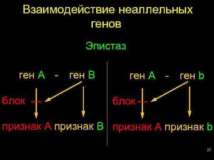 Взаимодействие неаллельных генов Эпистаз ген A блок ген B ген A - ген b