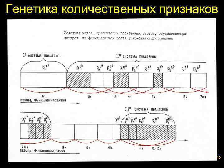 Генетика количественных признаков 40 