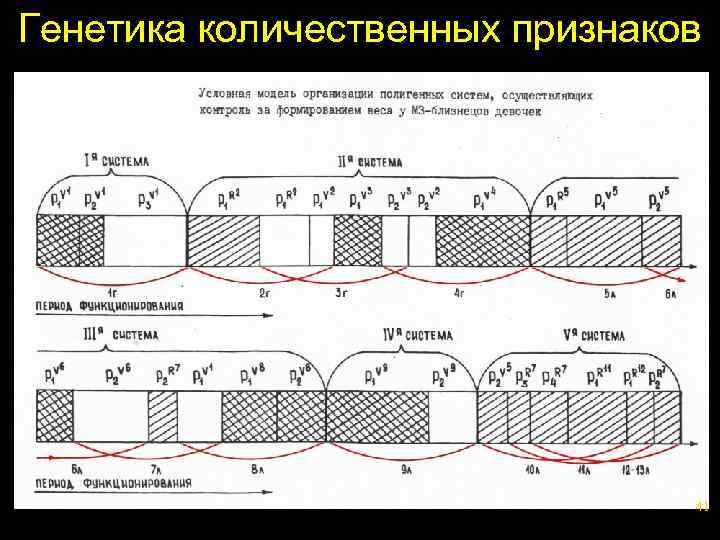 Генетика количественных признаков 41 