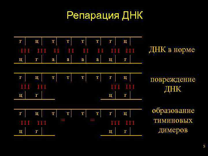 Репарация ДНК г ц т т г ІІІ ц ІІІ г ІІ а ІІ