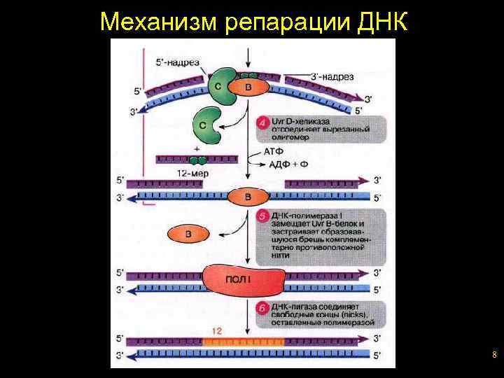 Механизм репарации ДНК 8 