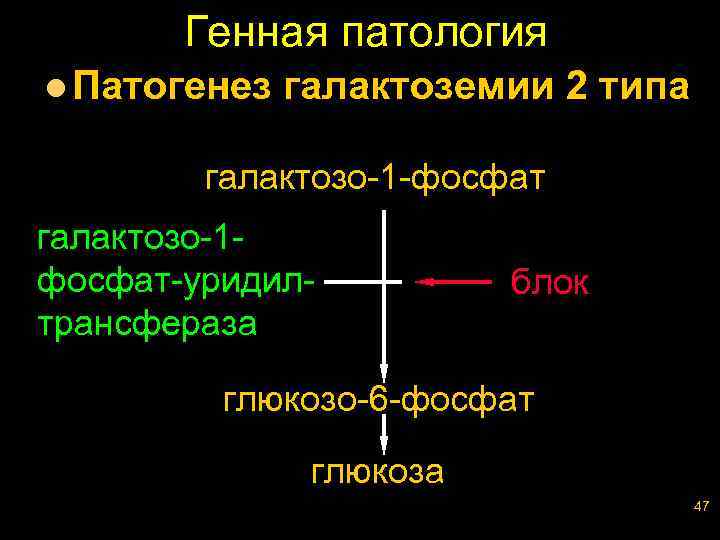 Генная патология l Патогенез галактоземии 2 типа галактозо-1 -фосфат галактозо-1 фосфат-уридилтрансфераза блок глюкозо-6 -фосфат