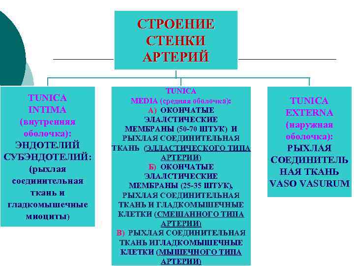 СТРОЕНИЕ СТЕНКИ АРТЕРИЙ TUNICA INTIMA (внутренняя оболочка): ЭНДОТЕЛИЙ СУБЭНДОТЕЛИЙ: (рыхлая соединительная ткань и гладкомышечные