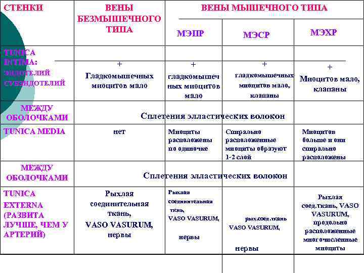 СТЕНКИ TUNICA INTIMA: ЭНДОТЕЛИЙ СУБЭНДОТЕЛИЙ ВЕНЫ БЕЗМЫШЕЧНОГО ТИПА + Гладкомышечных миоцитов мало МЕЖДУ ОБОЛОЧКАМИ