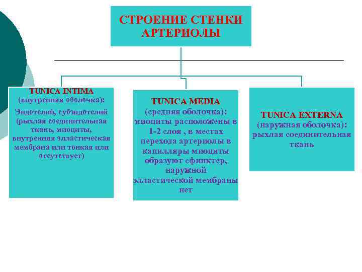 СТРОЕНИЕ СТЕНКИ АРТЕРИОЛЫ TUNICA INTIMA (внутренняя оболочка): Эндотелий, субэндотелий (рыхлая соединительная ткань, миоциты, внутренняя