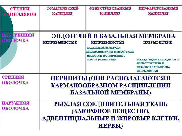 СТЕНКИ КАПИЛЛЯРОВ ВНУТРЕННЯЯ ОБОЛОЧКА СОМАТИЧЕСКИЙ КАПИЛЛЯР ФЕНЕСТРИРОВАННЫЙ КАПИЛЛЯР ПЕРФАРИРОВАННЫЙ КАПИЛЛЯР ЭНДОТЕЛИЙ И БАЗАЛЬНАЯ МЕМБРАНА