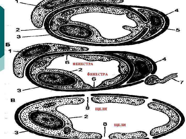 ФЕНЕСТРА ЩЕЛИ 