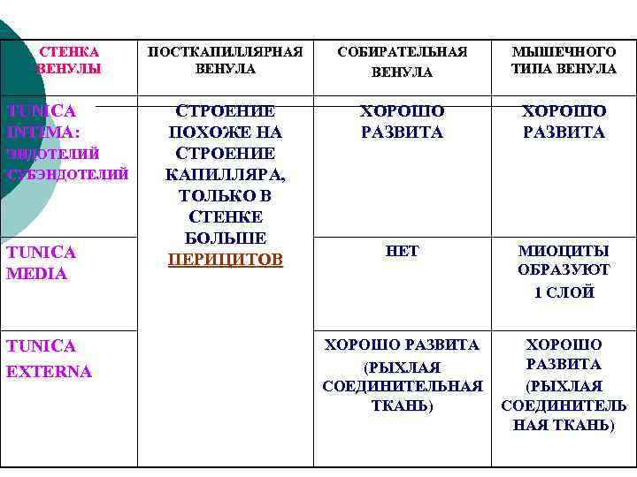 СТЕНКА ВЕНУЛЫ TUNICA INTIMA: ЭНДОТЕЛИЙ СУБЭНДОТЕЛИЙ TUNICA MEDIA ТUNICA EXTERNA ПОСТКАПИЛЛЯРНАЯ ВЕНУЛА СОБИРАТЕЛЬНАЯ ВЕНУЛА