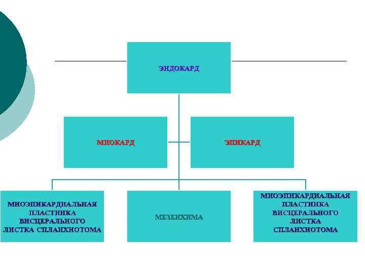 ЭНДОКАРД МИОЭПИКАРДИАЛЬНАЯ ПЛАСТИНКА ВИСЦЕРАЛЬНОГО ЛИСТКА СПЛАНХНОТОМА ЭПИКАРД МЕЗЕНХИМА МИОЭПИКАРДИАЛЬНАЯ ПЛАСТИНКА ВИСЦЕРАЛЬНОГО ЛИСТКА СПЛАНХНОТОМА 