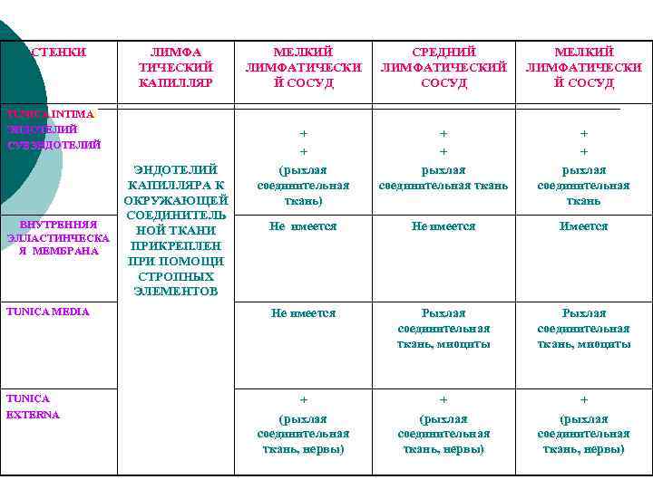 СТЕНКИ ЛИМФА ТИЧЕСКИЙ КАПИЛЛЯР TUNICA INTIMA: ЭНДОТЕЛИЙ СУБЭНДОТЕЛИЙ ВНУТРЕННЯЯ ЭЛЛАСТИНЧЕСКА Я МЕМБРАНА TUNICA MEDIA