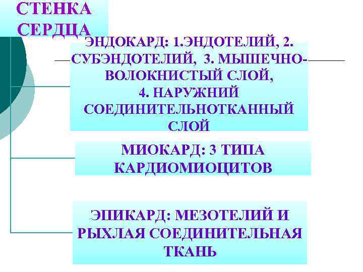 СТЕНКА СЕРДЦА ЭНДОКАРД: 1. ЭНДОТЕЛИЙ, 2. СУБЭНДОТЕЛИЙ, 3. МЫШЕЧНОВОЛОКНИСТЫЙ СЛОЙ, 4. НАРУЖНИЙ СОЕДИНИТЕЛЬНОТКАННЫЙ СЛОЙ