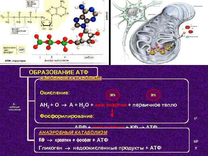 ОБРАЗОВАНИЕ АТФ АЭРОБНЫЙ КАТАБОЛИЗМ Окисление: А субстрат окисления 30% 70% АН 2 + О