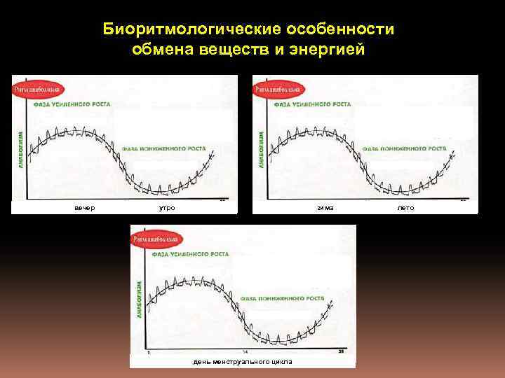 Биоритмологические особенности обмена веществ и энергией вечер утро зима лето день менструального цикла 