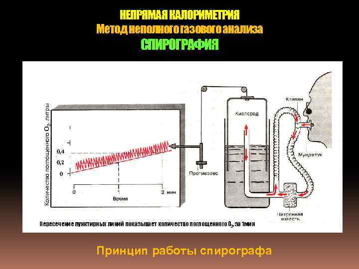 НЕПРЯМАЯ КАЛОРИМЕТРИЯ Метод неполного газового анализа Количество поглощенного О 2, литры СПИРОГРАФИЯ 0, 4