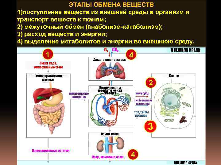 Какие процессы в организме. Этапы процесса обмена веществ. Этапы обмена питательных веществ в организме. Стадии обменных процессов в организме. Этапы обмена веществ в организме человека.