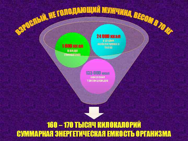 24 000 ккал 1 600 ккал в виде гликогена в форме мобилизуемого белка 135